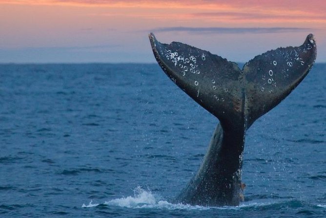 Samana Whale Watching Tour From Las Terrenas. Cayo Levantado With Lunch - Transportation Arrangements