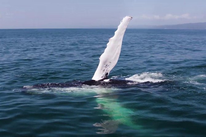 Samana & Whales From Punta Cana - Common Complaints
