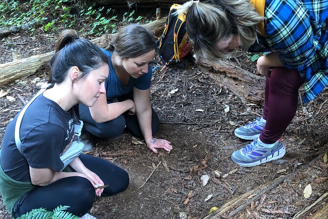 Santa Cruz Redwoods Forest Therapy - Rejuvenating Mind and Body