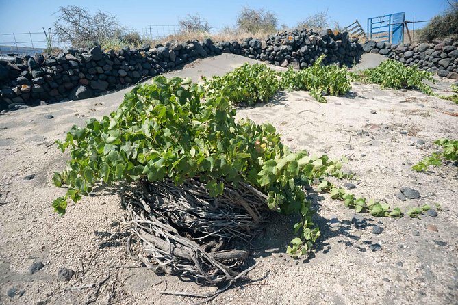Santorini Archaeology and Wine Small-Group Tour With Tastings - Archaeological Site of Akrotiri