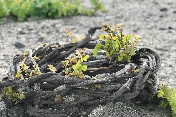 Santorini Private Wine Tasting Experience - Ask Away