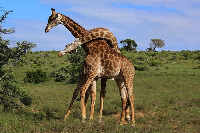 Schotia Big 5 Safari Port Elizabeth (Optional Accommodation) - Traveler Experiences and Highlights