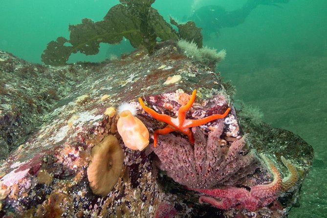 Scuba Dive Boat Charter in Vancouver (Certified Divers Only!) - Important Charter Information