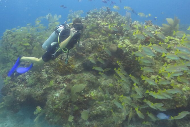Scuba Diving in Cancun FREE Photos/Videos Beginners Welcomed! - Customer Feedback and Highlights