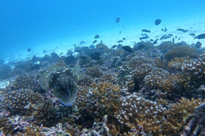 Scuba Diving in Muscat - Sights and Marine Life