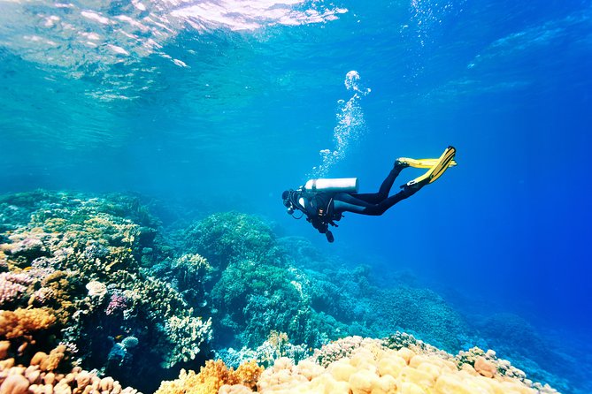 Scuba Diving Tour in Bodrum - Experience Highlights