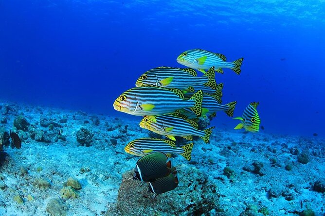 Scuba Diving Trip: Diving, Transfers, and Lunch - Hurghada - Professional Dive Guides