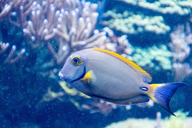 SEA LIFE Aquarium Grapevine Admission Ticket - Accessibility and Age Policies
