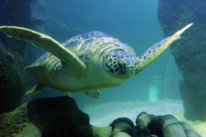 SEA LIFE Kansas City Aquarium Admission Ticket - Feedback From Visitors