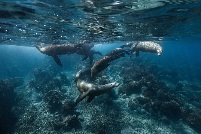Sea of Cortez Day Adventure Activity With Snorkel and Paddleboard in La Paz - Health and Safety