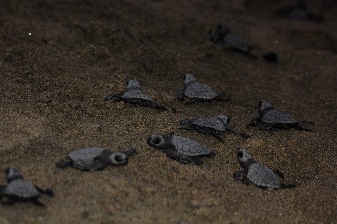 Sea Turtle Release in Puerto Vallarta - Participant Reviews and Feedback
