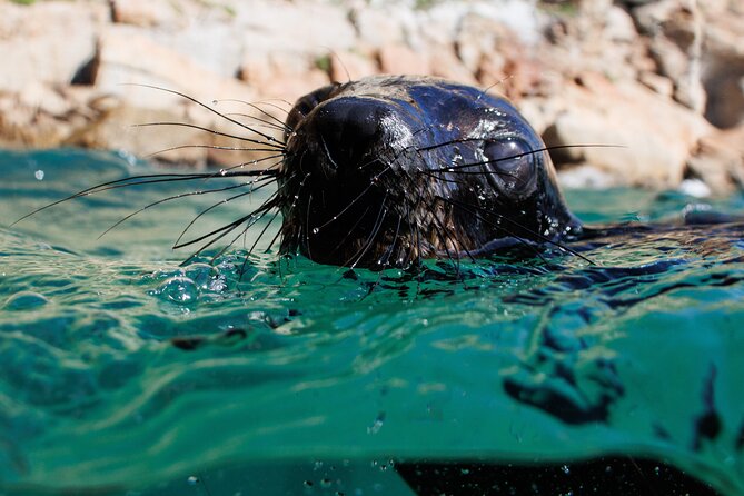 Seal Swimming Activity in Plettenberg Bay - Wildlife Viewing Opportunities