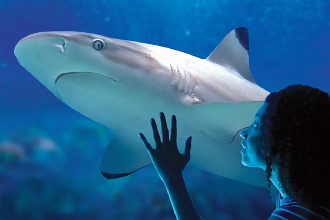 Sealife Benalmadena Entrance Ticket - Marine Exhibits and Attractions