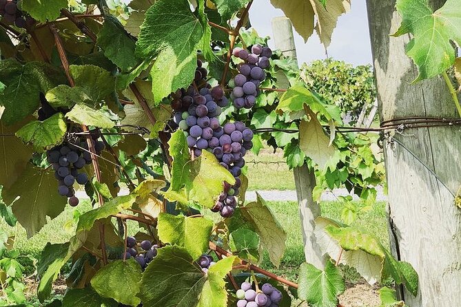 Seneca Lake South Wine Tastings Tour - Scenic Views and Wine Tasting