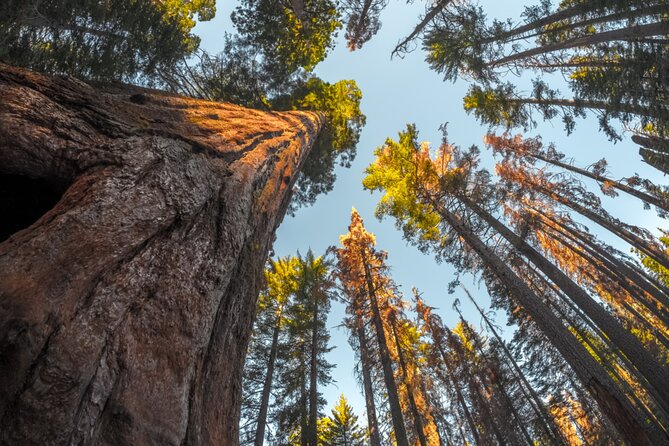 Sequoia & Kings Canyon Np Self-Guided Driving Audio Tour - Engaging Storytelling and Features