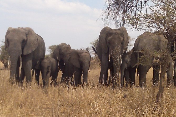Serengeti National Park 4 Days Safari Camping - Pickup and Transportation