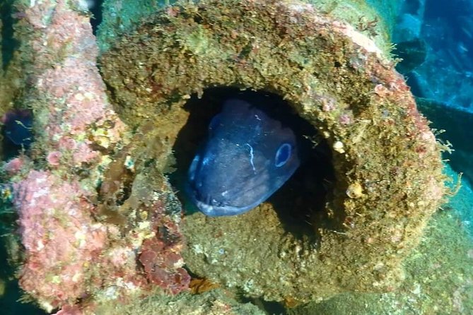 Sesimbra Dive Discovery - Memorable Diving Experience