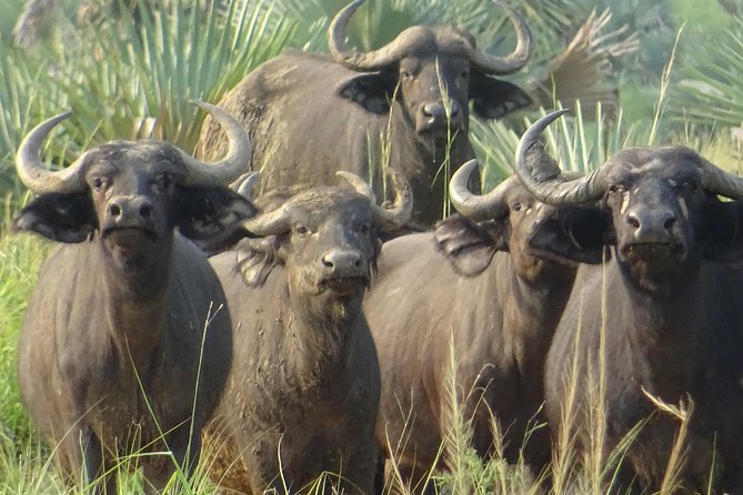 Seven Days One Wonderful Week Safari In Uganda - Queen Elizabeth National Park