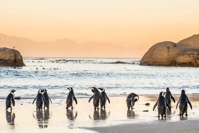 Shared Half Day Tour in Cape Peninsula With African Penguins - Pricing and Payment Options