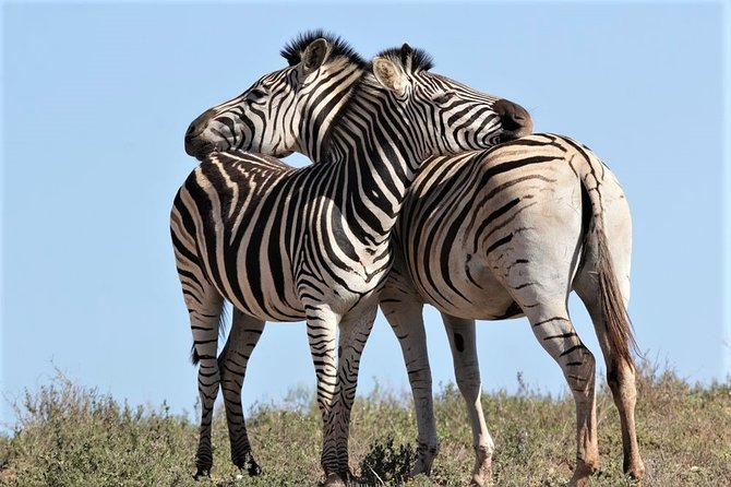 Shore Excursion Cruise Ships Port Elizabeth, Addo Elephant Park - Knowledgeable and Friendly Guides