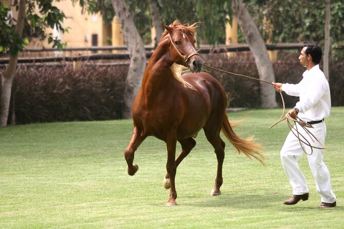 Show of Peruvian Paso Horse & Marinera With Lunch - Additional Information
