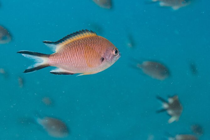 Single Scuba Try-Dive in Puerto Del Carmen - Small Groups - 2 Hours - Health and Safety Information