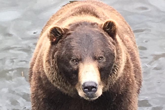 Sitkas Only Private Simply Amazing Tour - Witnessing Regional Wildlife