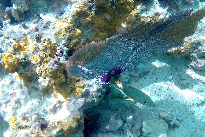 SkyReef Cozumel Snorkel & Tequila Tasting - Customer Reviews and Feedback