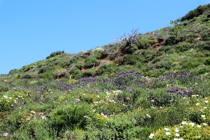 Small-Group Guided Hiking Tour in Andros With Picnic on the Beach - Exploring Andros Landscapes