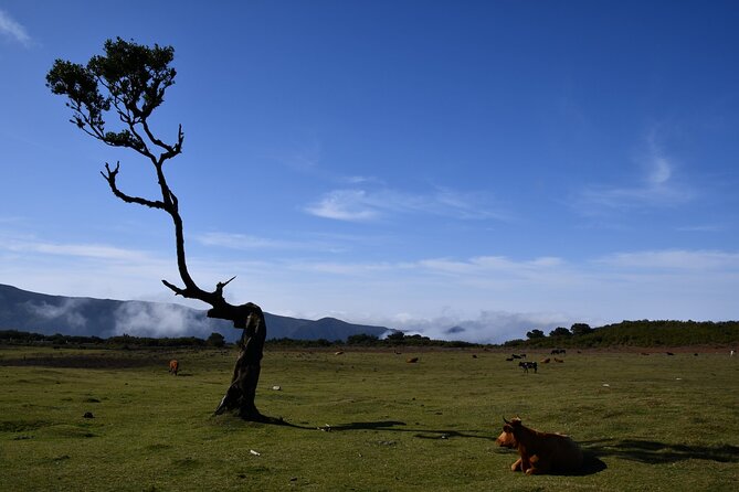 Small Group Guided Sightseeing Tour Visit to Fanal - Booking Information
