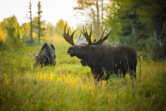 Small-Group Moose Wild Safari From Rovaniemi - Customer Reviews Overview