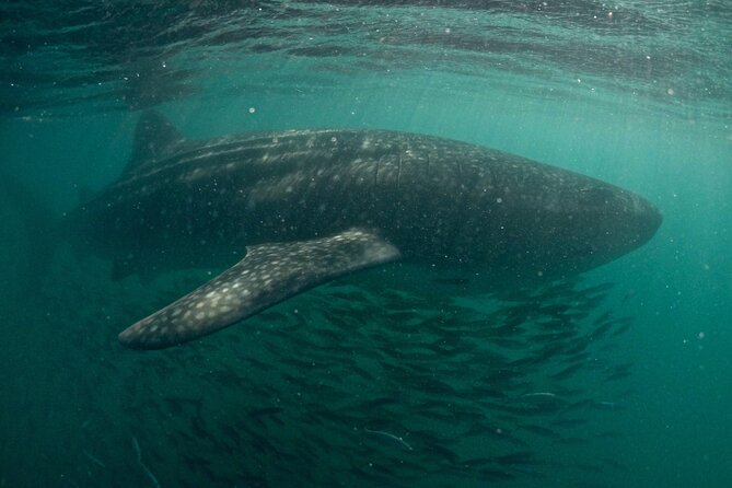 Small Group Whale Shark Snorkeling in La Paz BCS MX - Highlights