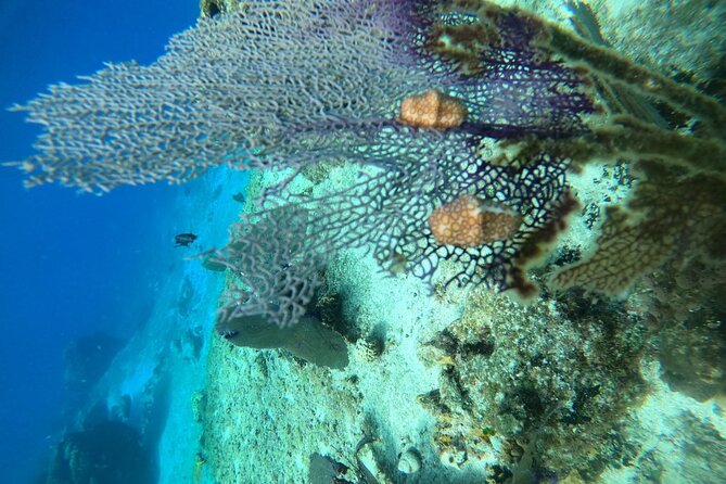 Snorkel Along the Coast, Explore Two Reefs by Chivis Del Mar - Recommendations and Requirements