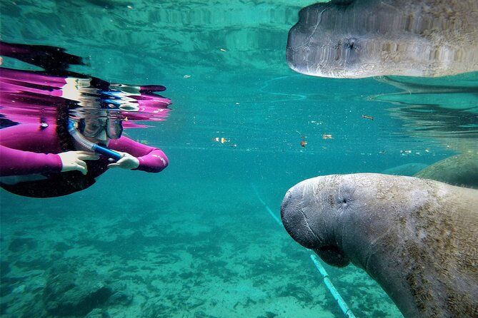 Snorkel Tour With the Manatee on Kings Bay, Crystal River - Booking Information