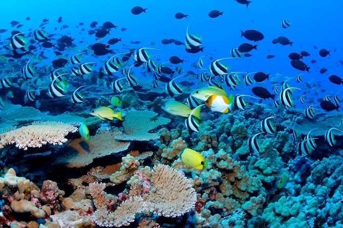 Snorkeling Adventure in Puerto Morelos Includes Snack, Water and Round Trip. - Feedback on Amenities