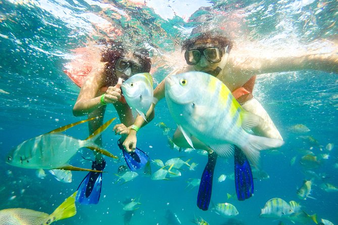 Snorkeling at Pelicans Rock - Marine Life Highlights