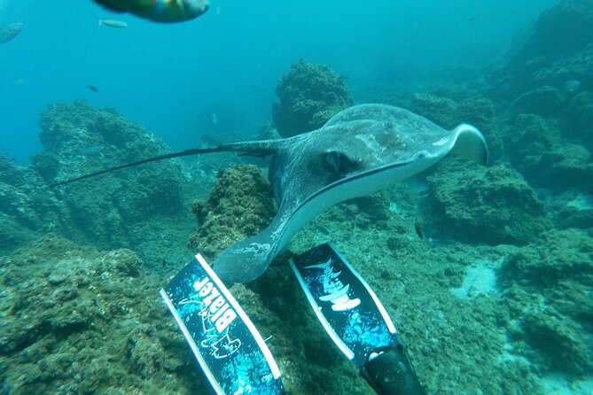 Snorkeling Excursion in the Rayas and Turtles Zone - Cancellation Policy