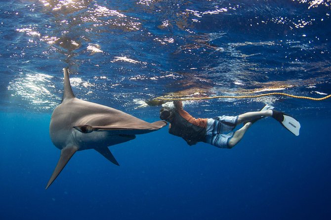 Snorkeling or Swimming With Sharks in Cabo San Lucas - Customer Feedback and Expectations