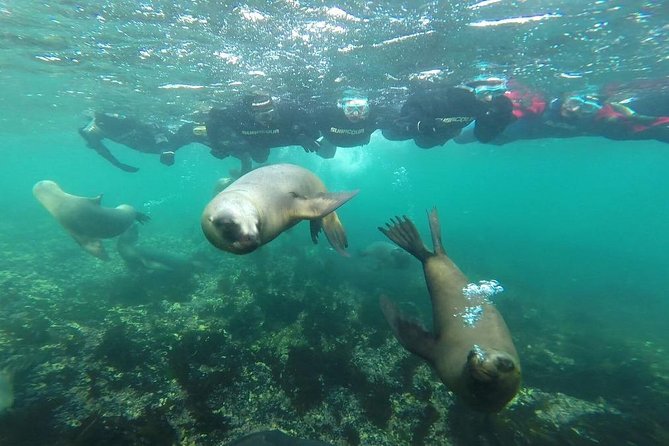 Snorkeling With Sea Lions and Wildlife Adventure - Experience the Adventure