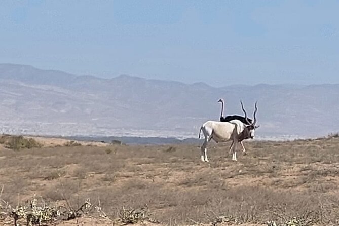 Souss Massa National Park Half Day Trip From Agadir - Traveler Experiences and Ratings