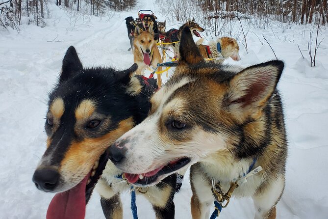South Anchorage Turnagain Pass Spring Dog Sledding - Review Highlights