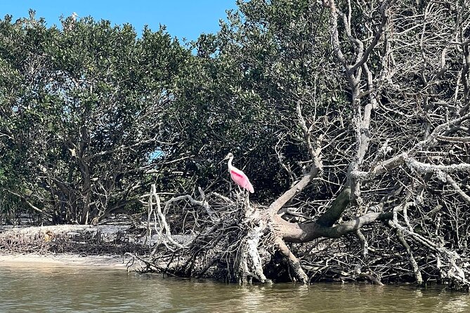 Space Coast Manatee & Coastal Wildlife Kayak Tour - Things To Known