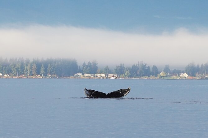Spring Bears and Whales in Campbell River Tour - Booking Information