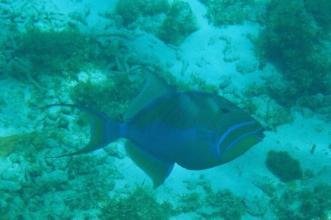 Stingray City Sandbar, Coral Gardens and 7-Mile Beach Tour - Stingray City Sandbar