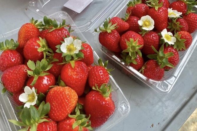 Strawberry & Eobi Valley & Nami Island & Garden of Morning Calm - Eobi Valley Photo Opportunities