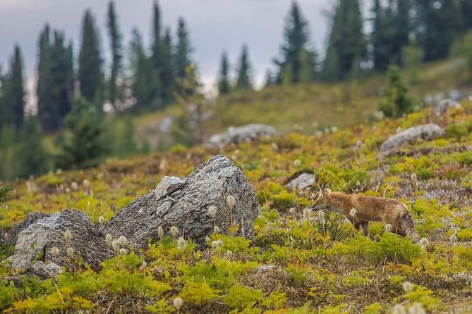 Sunshine Meadows Vistas - Guided Hike (Easy) - Alpine Ecology