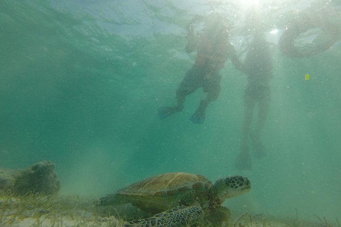 Swim With Sea Turtles - Participant Reviews and Feedback