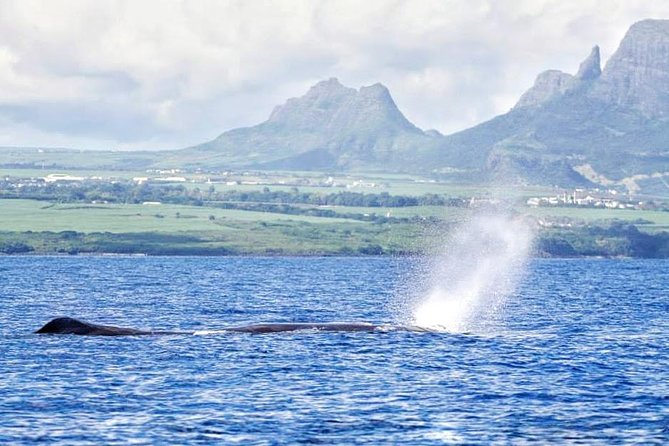 Swimming With Wild Dolphins & Whale Watching With Transportation - Cancellation Policies