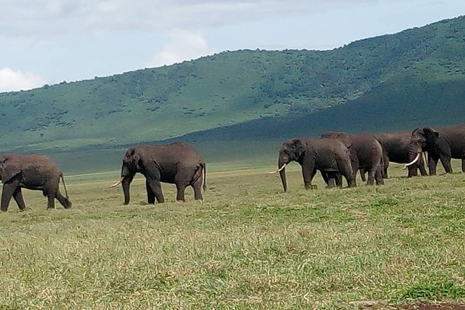 Tanzania Affordable Customize Safari - 3 Days Ngorongoro|Tarangire|Lake Manyara - Pickup and Accessibility