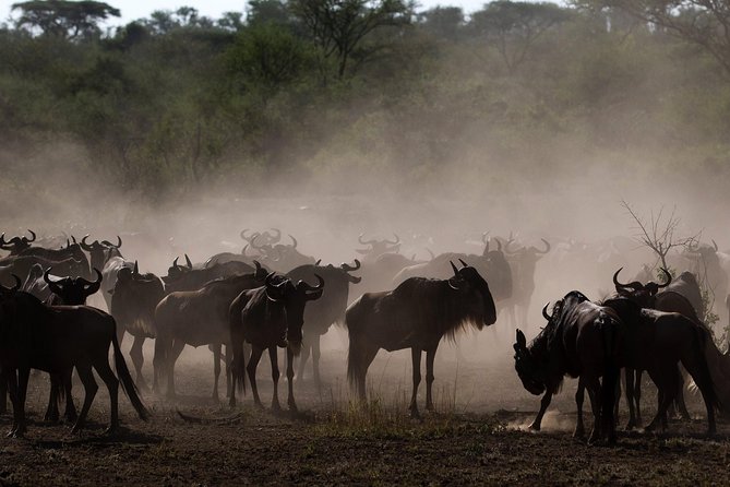 Tanzania Classic Safari - 7 Days - Booking and Confirmation